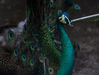 Fototapeta premium Elegant Peacock with Iridescent Green and Blue Feathers Displaying Its Tail