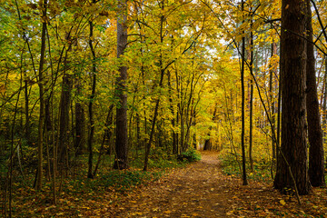 Fototapeta premium Forest path in autumn park covered with falling leaves. Beautiful woodland landscape during fall season for nature background.