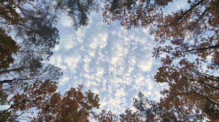 Obraz premium Golden Canopy Frame Against a Distant Cloudy Atmosphere with Sunlight Streaming Through Leaves