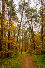 Forest path in autumn park with tall pine trees and golden foliage. Nature trail in seasonal woodland for outdoor activity. Scenic landscape.