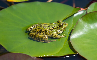 Green frog on lotus leave in the pond. Southern Cultures Park in Adler (Sochi).