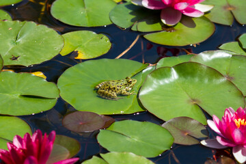Red water lilies and frog in the pond. Southern Cultures Park in Adler (Sochi).