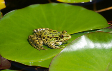 Green frog on lotus leave in the pond. Southern Cultures Park in Adler (Sochi).