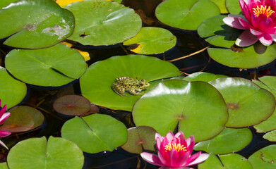 Red water lilies and frog in the pond. Southern Cultures Park in Adler (Sochi).
