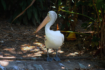 Australian Pelican Standing Under Sunlight in Tropical Habitat