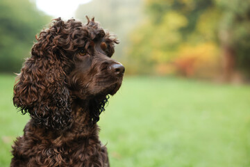 Beautiful Irish water spaniel dog in park. Space for text