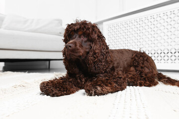 Cute Cocker Spaniel dog on floor at home