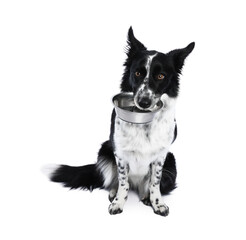 Cute Border Collie dog with feeding bowl on white background