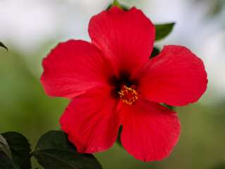 Close up of a beautiful red hibiscus flower or kembang sepatu blooming in the garden