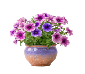Vibrant purple and pink petunias bloom in a rustic terracotta pot