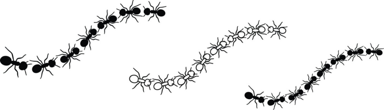 A line of ants with one red ant and two lines of black and white ants