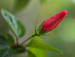 Close-up of red hibiscus flower bud with green leaves in the garden