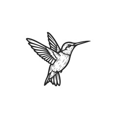 Obraz premium Hummingbird in Flight Line Art Illustration.