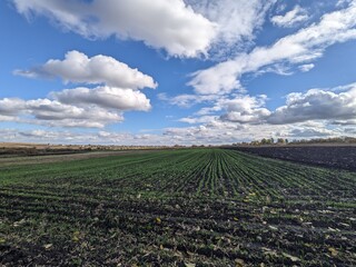 field of lavender