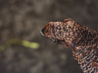 Naklejka premium Close Up of Female Pheasant with Brown and Black Feathers in Natural Habitat