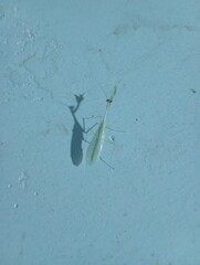 A rare white animal on the wall