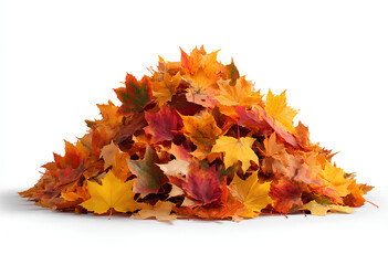 Pile of Dry Autumn Fall Maple Leaves Isolated White Background Seasonal Colors