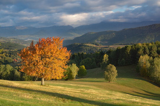View of golden autumn hues paint a vibrant tree against the backdrop of rolling hills and dramatic skies, Meadows over Strelniky, Banska Bystrica Region, Slovakia.