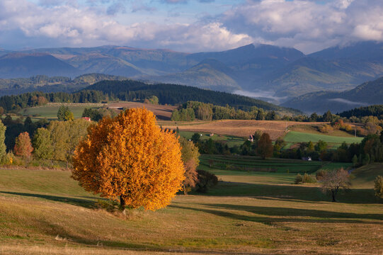View of golden autumn hues paint a vibrant tree amidst rolling green meadows, contrasting with the distant, hazy blue mountain range, Strelniky, Banska Bystrica Region, Slovakia.