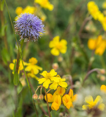 Globulaire commune sur le causse Méjean, Lozère, France