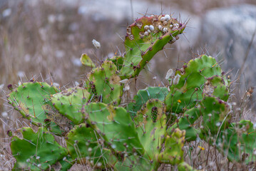 Figuier de Barbarie épineux à Figueira da Foz, Portugal