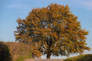 Autumn Landscape Terrain Hilly Countryside