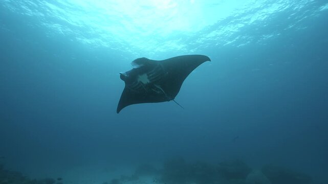 Manta brostris, Raja Ampat Indonesia.