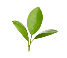 Twig of lemon tree with green leaves isolated on white