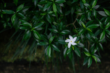 White Jasmine Flower or Bunga Melati Blooming Among Green Leaves in Tropical Garden