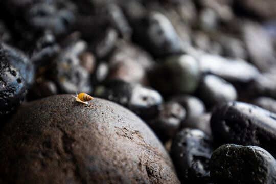 View of a tiny snail with a yellow shell crawling on a large, smooth, dark rock surrounded by blurred stones,Tenerife, Canary Islands, Spain.