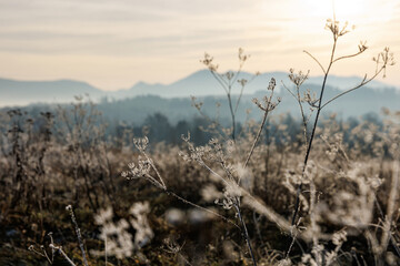 Frost covered wild plants on winter morning in mountains