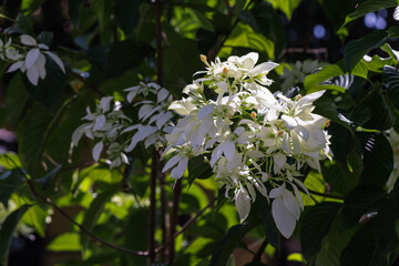 White Mussaenda Flowers or Bunga Nusa Indah Putih Blooming in the Tropical Garden with Green Leaves and Sunlight