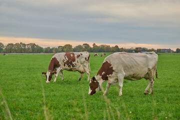 holstein friesian cows grazing in a dutch polder