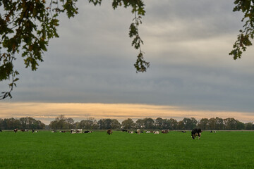 holstein friesian cows grazing in a dutch polder