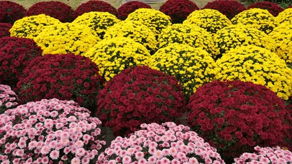 Fototapeten Bordeaux Colorful Chrysanthemums in Bloom in Autumn  © 은지 이