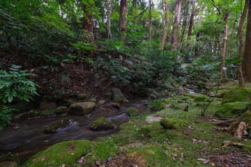 View of a tranquil stream flowing through a lush, green forest, with mossy rocks and dense foliage creating a serene atmosphere, Narita, Chiba, Japan.