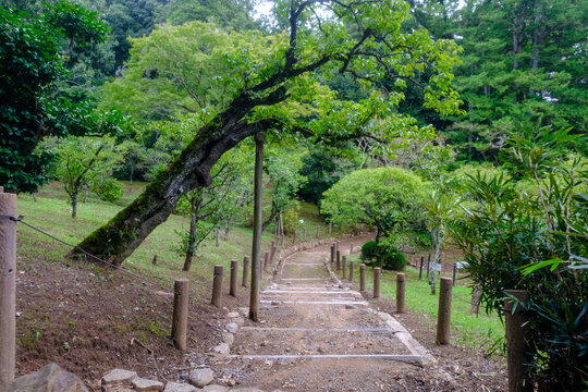 View of a serene stone pathway descends through a lush green forest, a mossy tree leans over the path, creating a peaceful scene, Narita, Chiba, Japan.