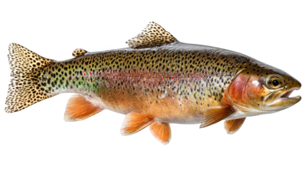 Spotted fish swims in aquatic habitat this fish displays distinctive spots on its body