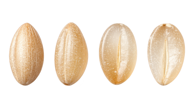 Four oval white and brown stones arranged group of three oval stones white and brown naturally formed