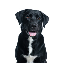 Black lab mix with white chest patch, panting happily
