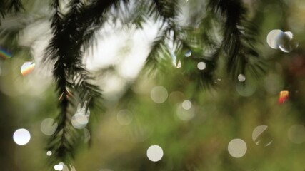 Dreamy Christmas Pine Bokeh Background