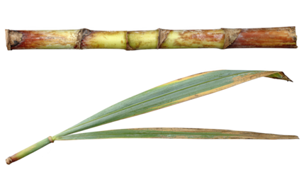 Long plant stalk with single stem single stem extends from upright elongated plant stalk