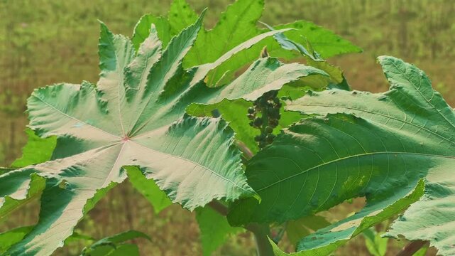 Broad palmate leaves of Ricinus communis, the castor oil plant, gently swaying in the wind under sunlight. A natural scene highlighting the lush green texture and movement of tropical foliage.