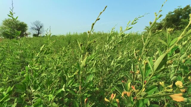 Cinematic shot of Cajanus cajan, the toor dal or pigeon pea crop, swaying gently in the breeze under clear blue skies. A serene view of healthy green plants in an Indian rural farmland.