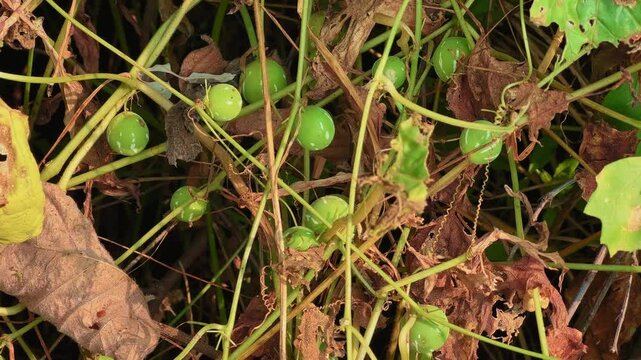 Close-up of Bryonia laciniosa fruits, known as Shivlingi or Indian Bryony, growing on a vine with dry leaves, used in Ayurveda for female reproductive health and hormonal balance.