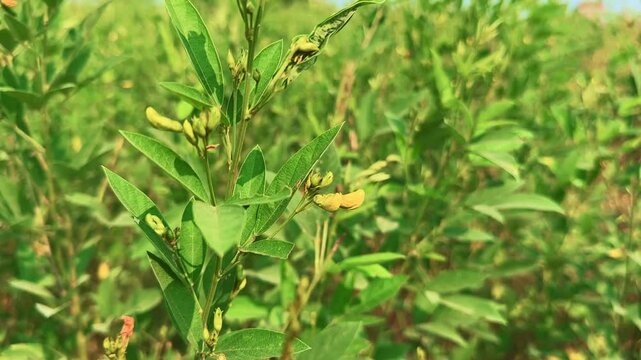 Close-up of a Cajanus cajan branch with fresh green leaves and yellow flowers gently swaying in the wind in a rural field. Peaceful agricultural scene showing natural crop growth and ecology.