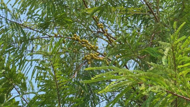 Wide upward-looking shot of Phyllanthus emblica tree with clusters of Indian gooseberries swaying gently in the wind under natural sunlight, symbolizing organic growth and tropical vitality.