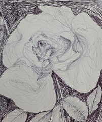 hand made sketch of rose. Drawing using a black ink