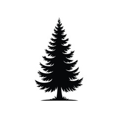 Silhouette of a tall evergreen pine tree
