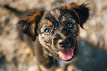 Close-up puppy with blue eyes smiling on sandy beach in natural sunlight